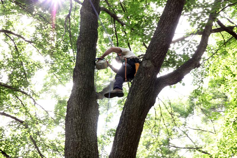 Chris Roddick cutting down a dead branch from a linden tree in the Brooklyn Botanic Garden.
